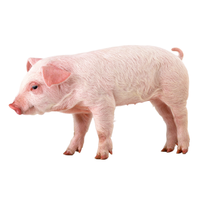 Cochon entier (Dépot)