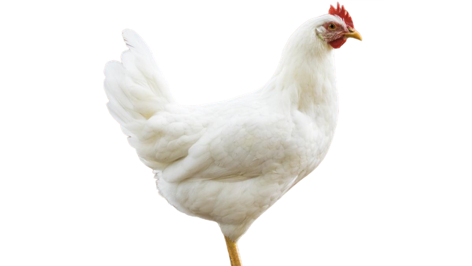 Poulet (Dépot)