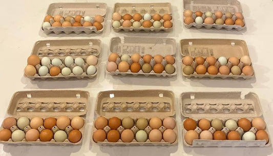 Œuf de poule en liberté