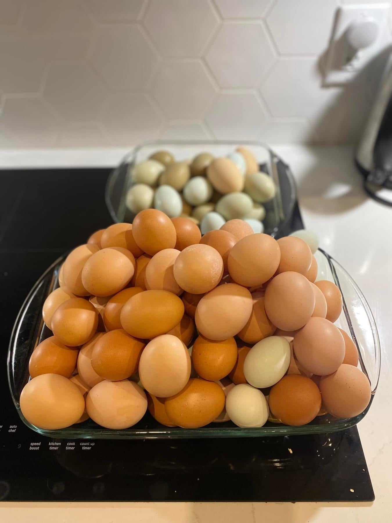 Œuf de poule en liberté