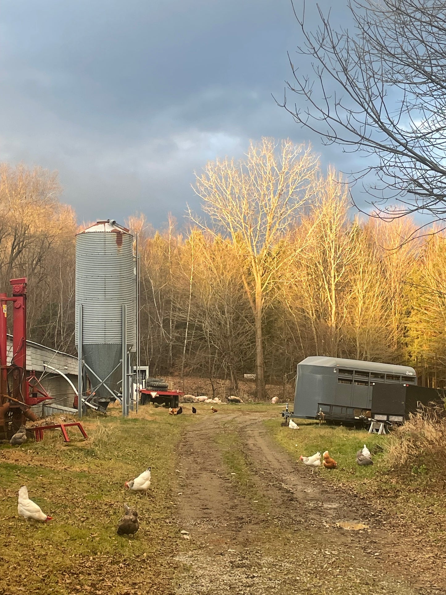 Œuf de poule en liberté