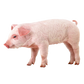 Cochon entier (Dépot)